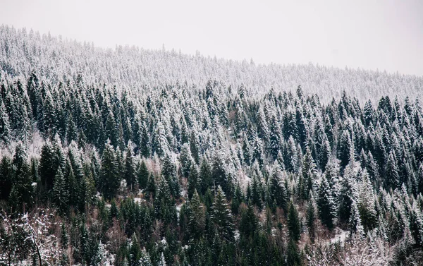 Winterlandschappen van de hooggelegen nederzetting Mestia, Svaneti, Georgië. Zwanentorens. — Stockfoto