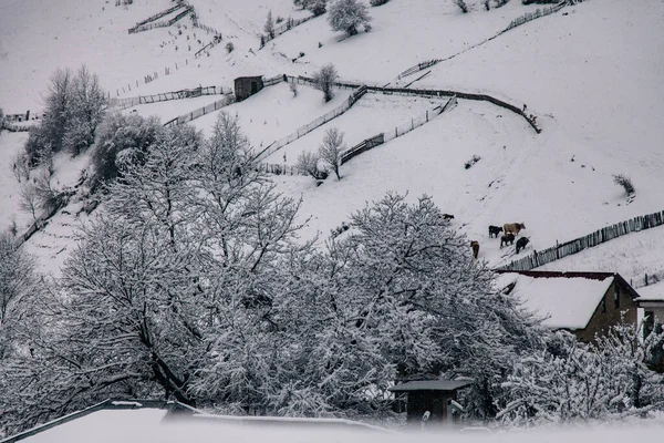 Paisagens de inverno do assentamento de alta altitude de Mestia, Svaneti, Geórgia. Torres de cisne. — Fotografia de Stock