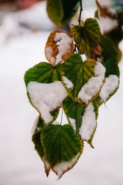 Çok renkli sonbahar yapraklarında ilk taze kar.