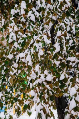 Çok renkli sonbahar yapraklarında ilk taze kar.