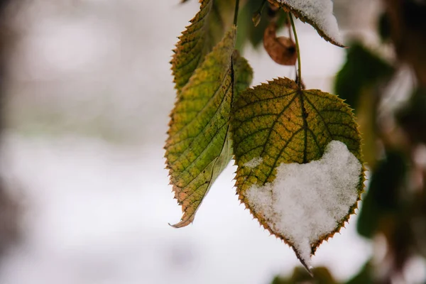 Erster Neuschnee auf bunten Herbstblättern — Stockfoto