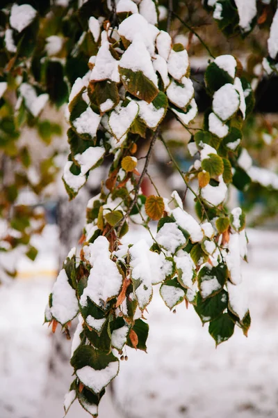 First fresh snow on multicolored autumn leaves — Stock Photo, Image