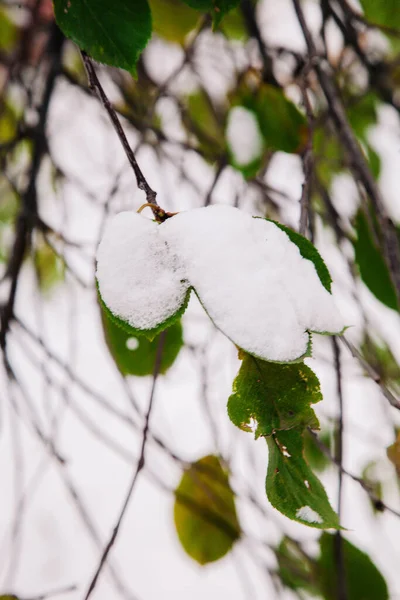 Πρώτο φρέσκο χιόνι σε πολύχρωμα φθινοπωρινά φύλλα — Φωτογραφία Αρχείου