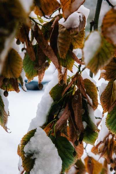 五彩缤纷的秋叶上的初雪 — 图库照片