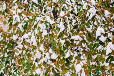 Çok renkli sonbahar yapraklarında ilk taze kar.