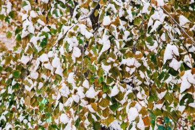 Çok renkli sonbahar yapraklarında ilk taze kar.