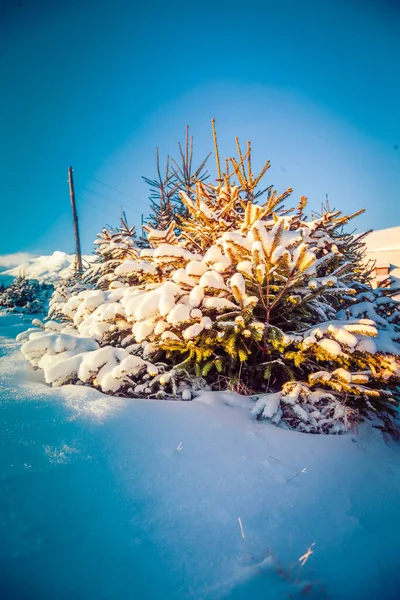 Malé zasněžené vánoční stromky v paprscích slunce — Stock fotografie