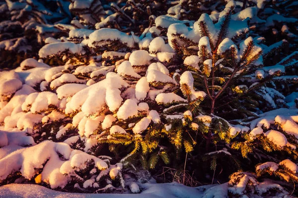 Small snow-covered Christmas trees in the dawn rays of the sun — Stock Photo, Image