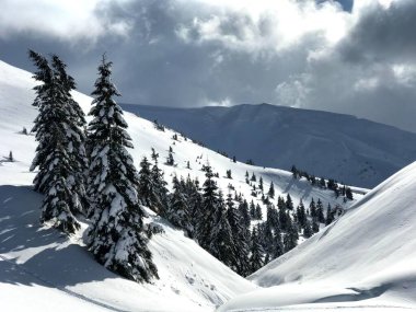 Kışın dağlarda karla kaplı ağaçlar