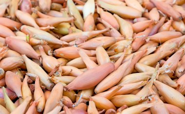 Kuru soğan uzun bir şekil.