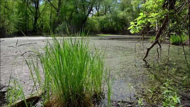 Erba primaverile sulle rive della palude . — Video Stock