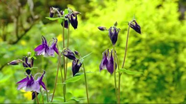 Columbine çiçek (Aquilegia)