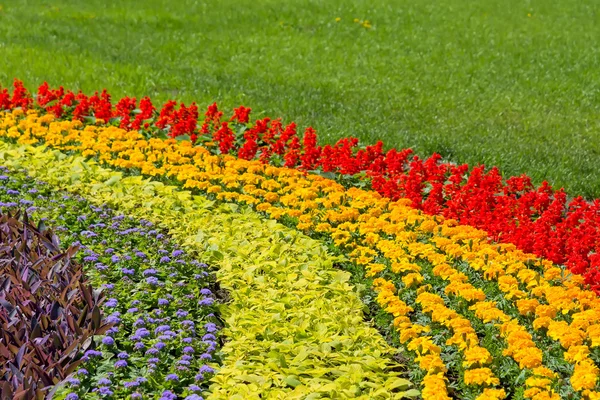 Zářivě barevné květiny. Stock Fotografie