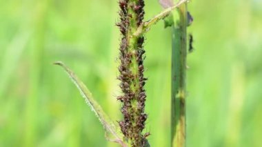 Yaprak biti kolonisi.