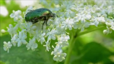 Yeşil Gül Süpürgesi (Cetonia aurata)