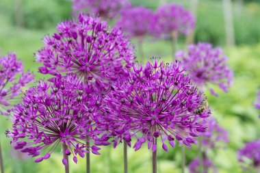 Mor allium çiçek.