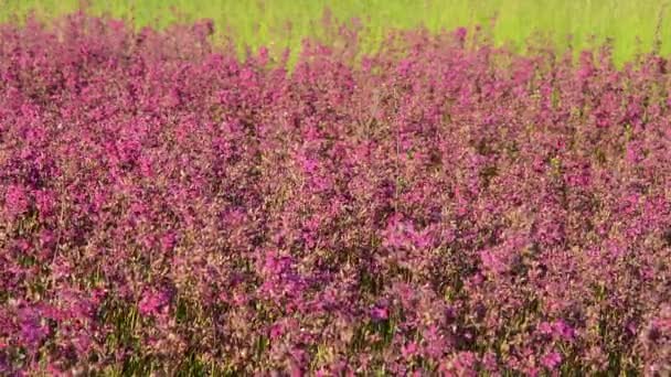 Flores cor de rosa . — Vídeo de Stock