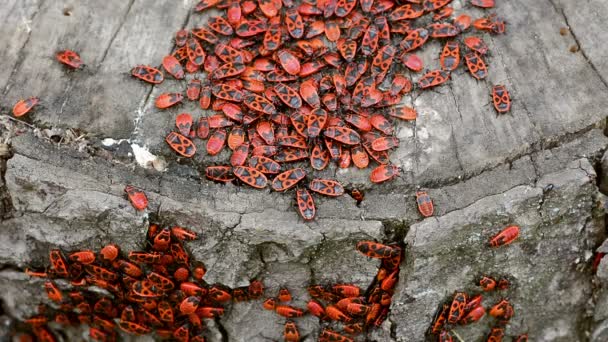 Colonia de bichos de fuego . — Vídeos de Stock