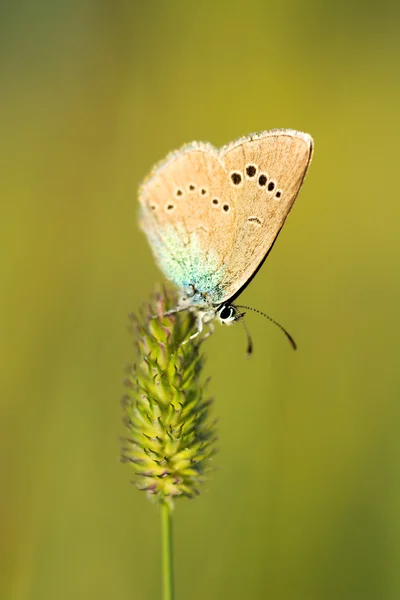 Schmetterling auf einem Grashalm. — Stockfoto