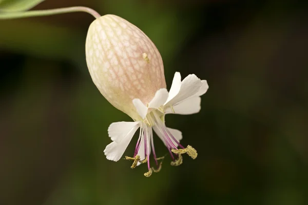 Close-up άγρια λευκό λουλούδι. — Φωτογραφία Αρχείου