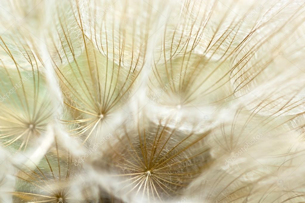 Dandelion seeds.