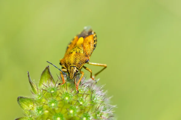 Cimice scudo giallo . — Foto Stock