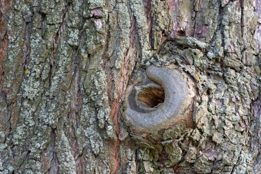 Yaşlı ağacın içi boş..