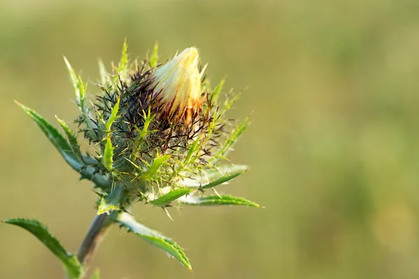 Chardon Carline Bud . Photos De Stock Libres De Droits