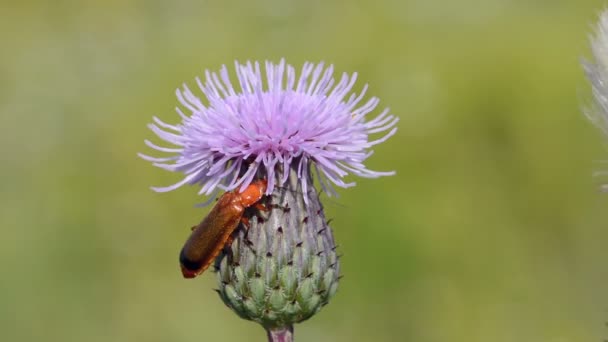 Żołnierz czerwony chrząszcz (Rhagonycha fulva) na oset. — Wideo stockowe