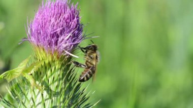 Devedikeni çiçeğinin üzerindeki arı..