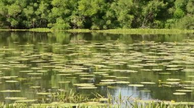 Panorama bahar Nehri.