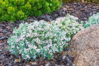 Peyzaj tasarımının ayrıntılarını.