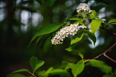 Vahşi bir ağacın açan çiçeği, yeşil yaprakların içindeki bir çiçek, ağaç dalındaki güneş ışığında güzel bir çiçek.