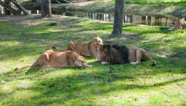 Lions Couchés Sur Herbe Sous Les Arbres Mangeant — Photo