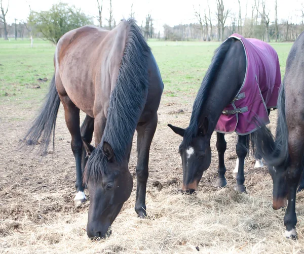 Hästar Äter Med Huvudet Lutat — Stockfoto