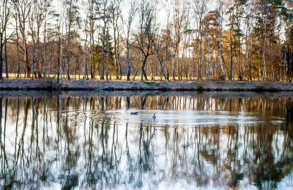 Gansos Selvagens Lago Árvores Refletidas Água Amanhecer Uma Floresta Alemanha — Fotografia de Stock