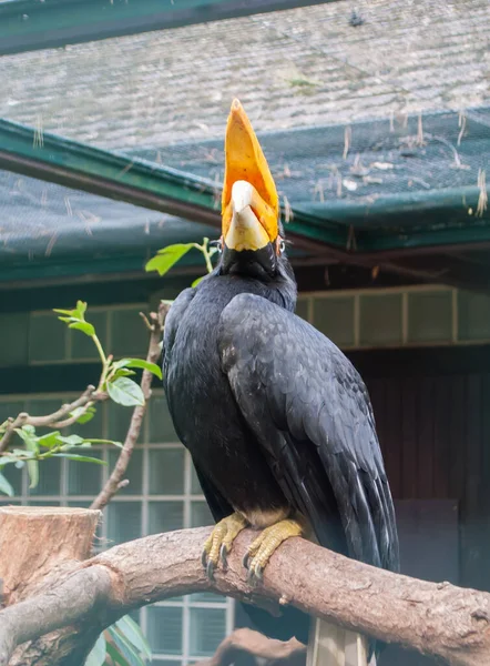 Primer Plano Del Hornbill Exótico Negro Con Cuerno Amarillo Pico —  Fotos de Stock
