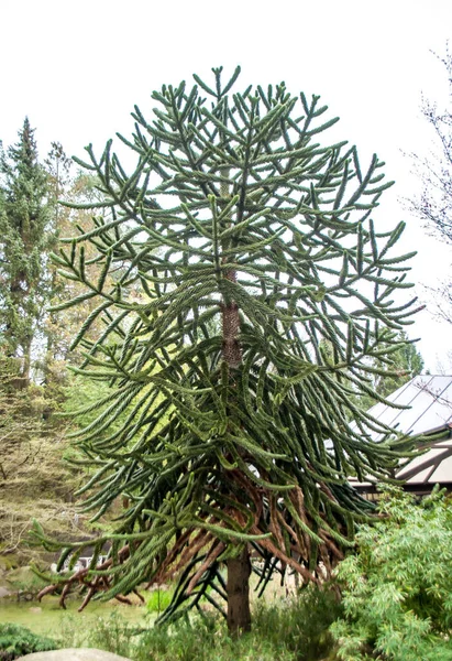 Chilean Araucaria Tree Growing Park Germany — Stock Photo, Image