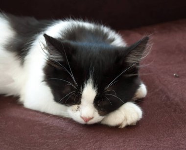 Kanepede uyuyan siyah beyaz kediye yaklaş.