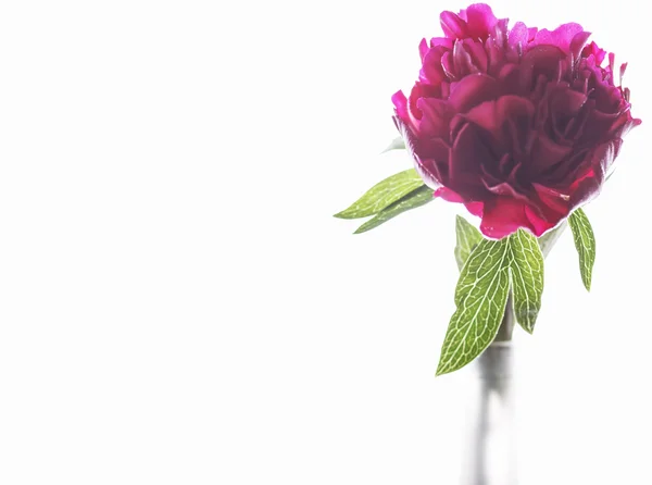 Peony flower — Stock Photo, Image