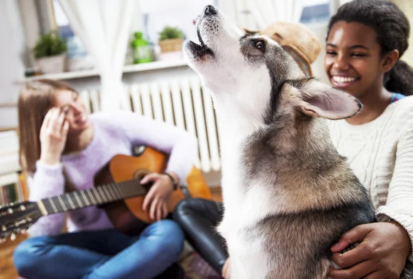 Cão em casa, com seus amigos — Fotografia de Stock