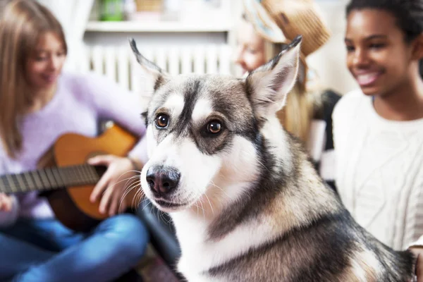 Hund i hemmet med sina vänner — Stockfoto