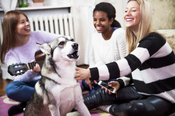 Perro en casa con sus amigos — Foto de Stock