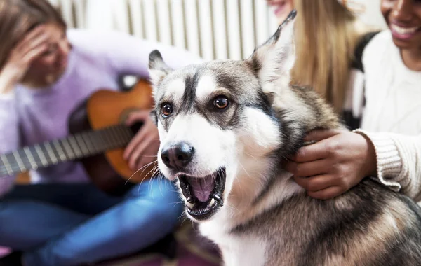 Cão em casa com seus amigos — Fotografia de Stock