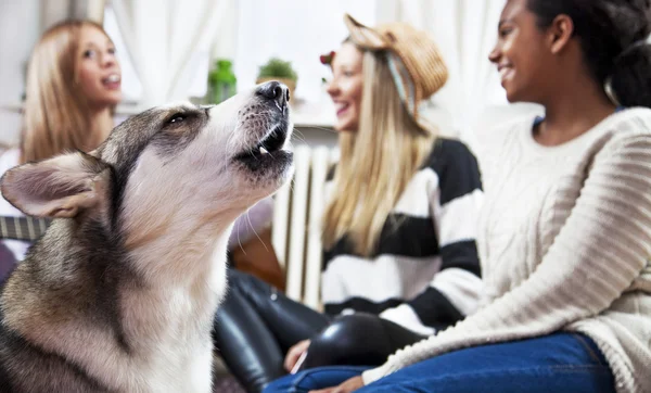 Cane a casa con i suoi amici — Foto Stock