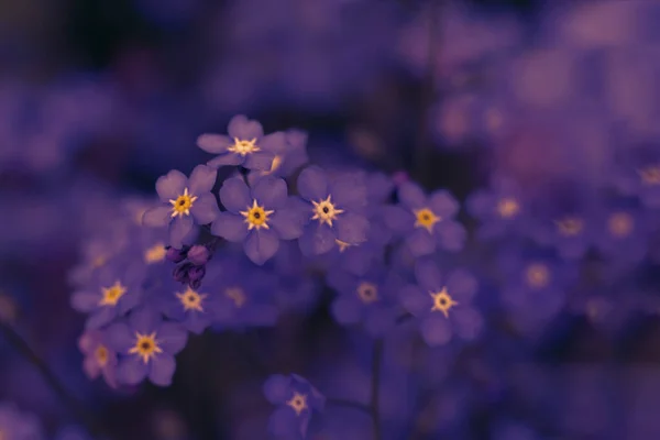 Dark purple toned backdrop with close up view of small forget-me-not. Floral background