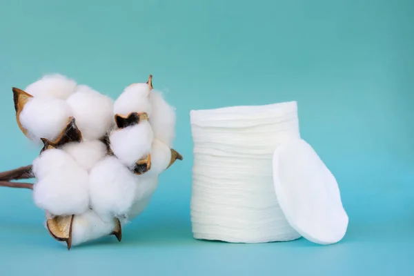 Pile of white cosmetic cotton pads on blue background with dried opened cotton flowers on twig. Cleansing facial cotton discs