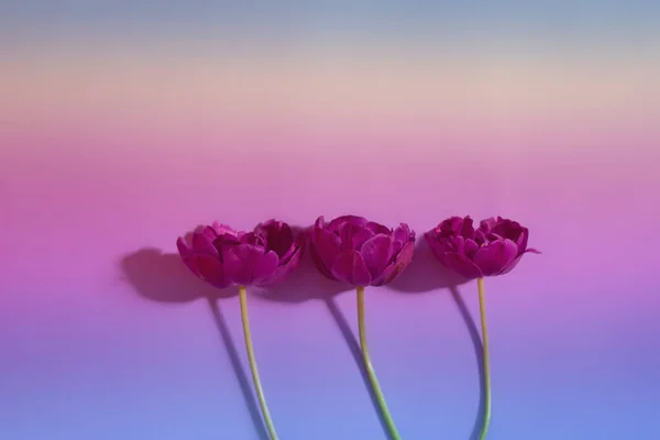 Three purple tulips on rainbow gradient backdrop with copy space. Top view on flowers