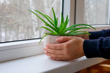Çiçek saksılarında yeşil yaprakları olan genç bir aloe bitkisi. Ev bitkisi kadının elinde. Pencere pervazı takılıyor 