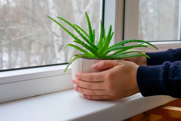 Çiçek saksılarında yeşil yaprakları olan genç bir aloe bitkisi. Ev bitkisi kadının elinde. Pencere pervazı takılıyor 